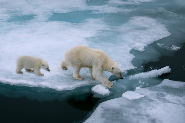 Spitzbergen Eisbärmutter mit Kind