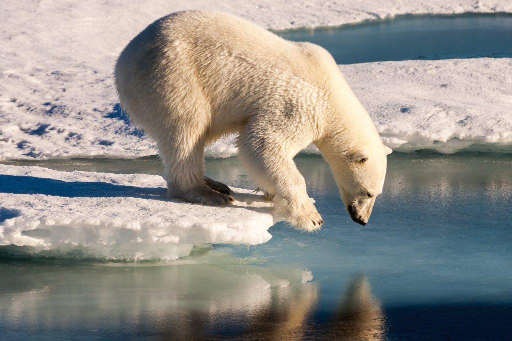 Spitzbergen Eisbär gespiegelt