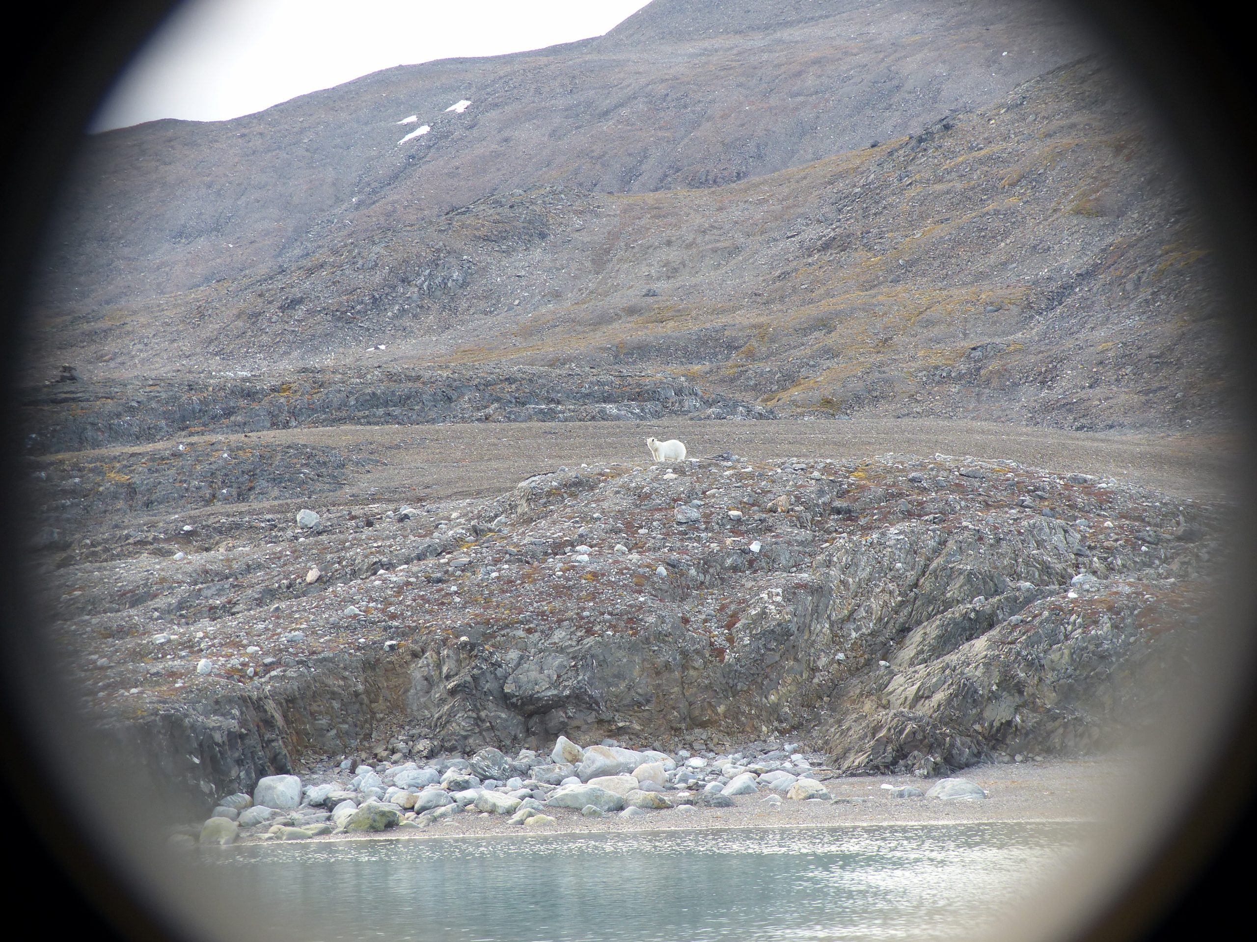 Bullauge Polarfuchs Spitzbergen