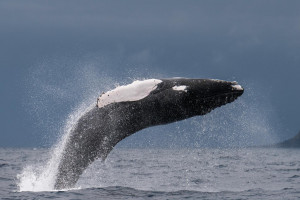 Azoren - springender Buckelwal