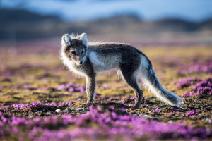 Polarfuchs im Sommer