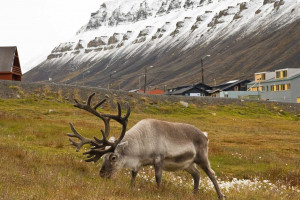 Rentier Spitzbergen grasend