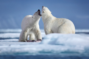 2 Eisbären Auseinandersetzung
