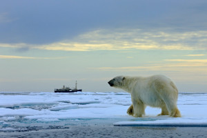 Eisbär Unterwegs aus Eisschollen
