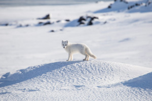 Polarfuchs Spitzbergen