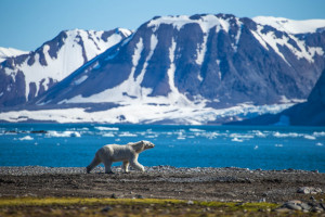 Eisbär Süd Spitzbergen