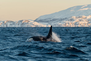 Orca mit Flosse draußen Orca mit Flosse draußen