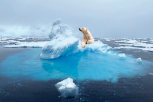 Eisbär auf schmelzender Scholle