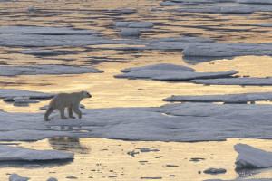 polar bear, Kejser Franz Joseph Fjord, Greenland, Aug