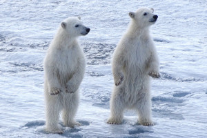 polar bears; ice; Svalbard; polar bear cubs