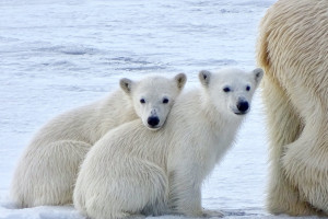 polar bears; ice; Svalbard; polar bear cubs