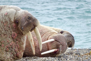 Walrus; Svalbard; Spitsbergen