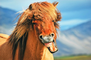 Icelandic horse