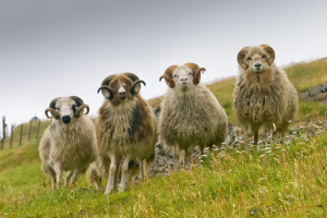 Four white ram sheep with long horns looking at you close up