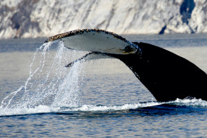 A humpback whale in Nuuk Fjord - near Nuuk City, the capital of Greenland.