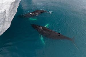 Humpback whales near icebergs from aerial view