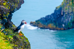 Puffin - Iceland