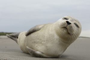 A young grey seal pup that's a total show-off, one with something of an outgoing personality, and who just seems to play to the camera. Iceland Ameland, Dutch.