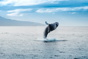 whale jumping out of water in iceland
